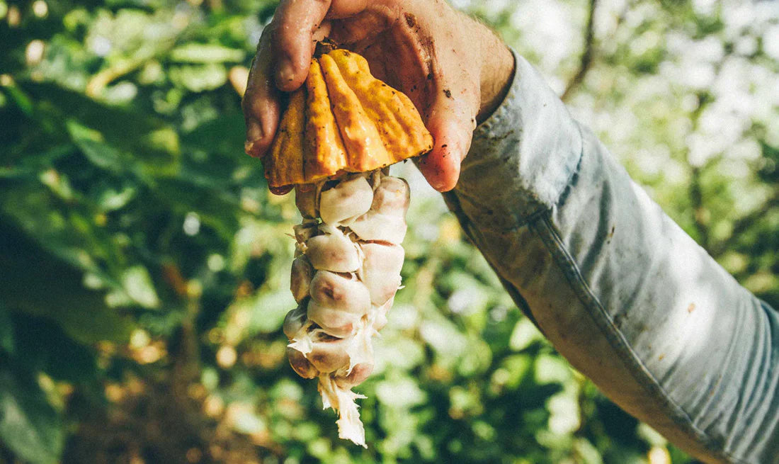 ¿Por qué elegir productos orgánicos?