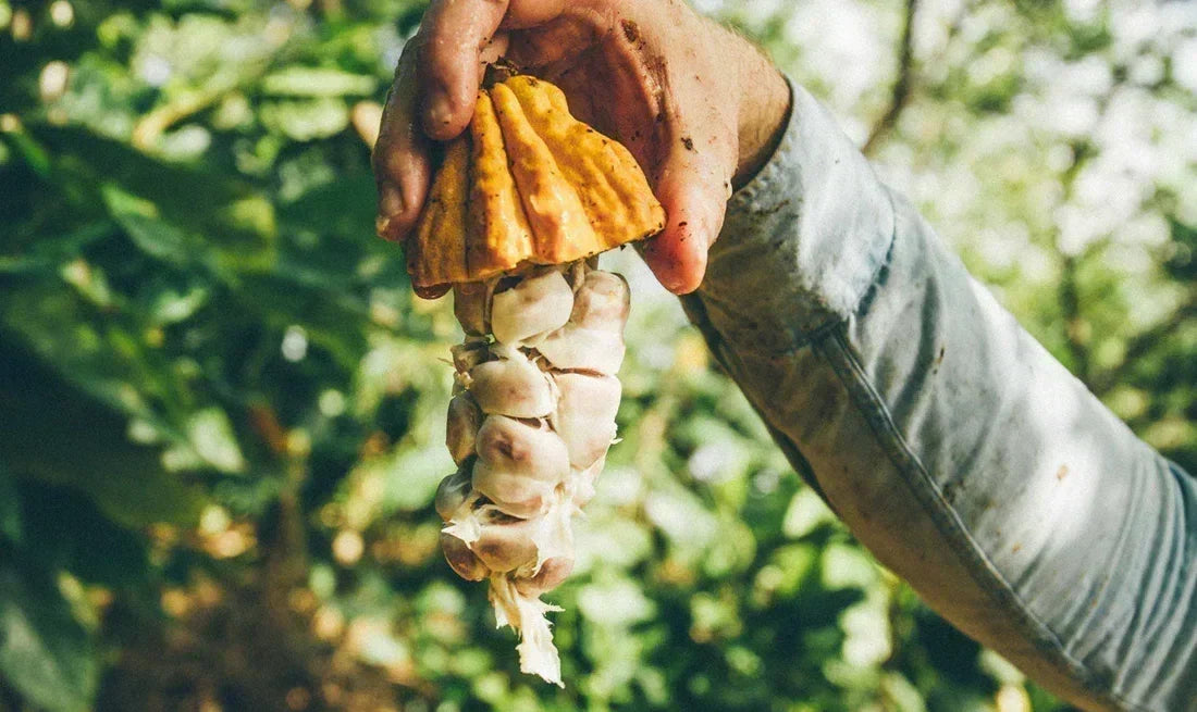 ¿Por qué elegir productos orgánicos?